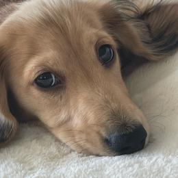 Bertie - Dachshund