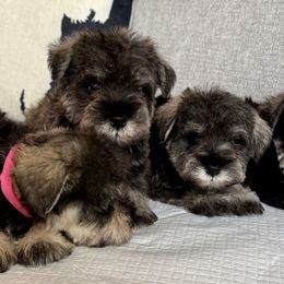 Girl 3 - Salt and pepper female Miniature Schnauzer puppy in Wildomar, California from My Angel Schnauzers