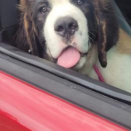 Saint Bernard Puppies from Split Rock Saints