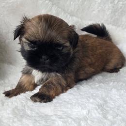 Tiny Tim - Gold male Shih Tzu puppy in Waynesboro, Pennsylvania from Big Win Shih Tzus