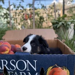 Miniature Australian Shepherd Puppies from Peace Creek Aussies