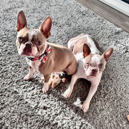 Boston Terrier Puppies from Designers Boston Terriers