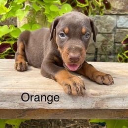 Reed - Red and rust male Doberman Pinscher puppy in Boyd, Texas from Team Feem Breeders