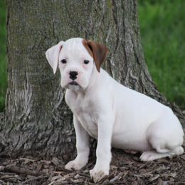 Harley - White male Boxer puppy in Pennsylvania from Anthony's Boxers