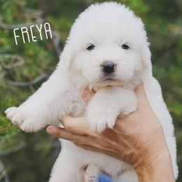 FREYA - White female Great Pyrenees puppy in Trinidad, Colorado from Prospect Pyrenees