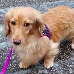 Sun Bun - Dachshund