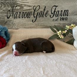 Wyatt - White and red male Border Collie puppy in Moody, Texas from Narrow Gate Farm