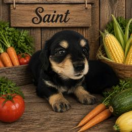 SAINT- CKC REGISTERED - Black and cream male Dachshund puppy in Sumner, Texas from CBL Doxies