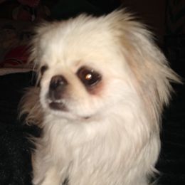 Ke Ke - Pekingese