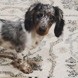 Leo - Dachshund