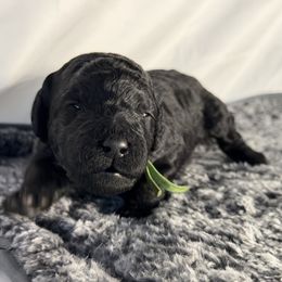 Snowflake - Black female Goldendoodle puppy in Windsor, Colorado from Front Range Family Doodles