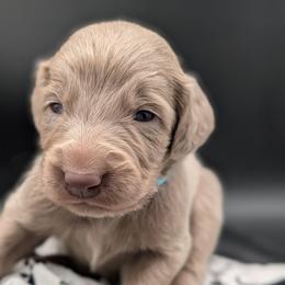 Scout - male Long Haired Weimaraner puppy in Evart, Michigan from Drehbar Weimaraners