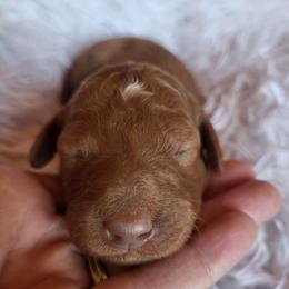 Black- Collar - Red  male Goldendoodle puppy in Fairmont, West Virginia from Mountainside Doodles, LLC