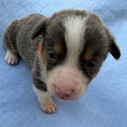 Orange - Blue male Pembroke Welsh Corgi puppy in Dobson, North Carolina from Clover S Farm