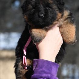 Minx - Black and red female German Shepherd puppy in Azle, Texas from Nuckols-Alsup Canines German Shepherds