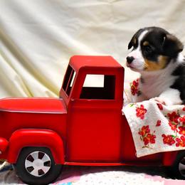 Badger Blue - Blue Pembroke Welsh Corgi puppy in Purcellville, Virginia from Rhone River Farm Pembroke Welsh Corgis