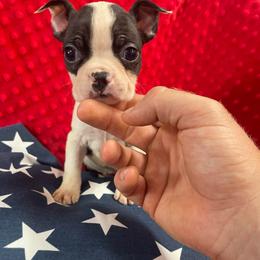 Winston - Black and white male Boston Terrier puppy in Tampa, Florida from Bayshore Boston Terrier’s
