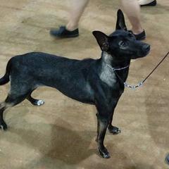 Xoloitzcuintli from Bakari