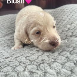 Blush - Cream female Dachshund puppy in Jena, Louisiana from Amy’s Mini Doxies
