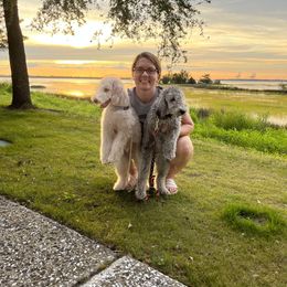 Bedlington Terrier Puppies from Kadence Kennels