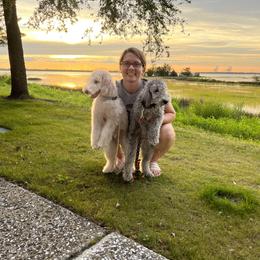 Bedlington Terrier Puppies from Kadence Kennels