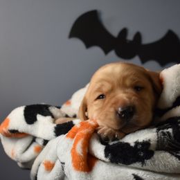 Dilute Retriever Puppies from Wicked Pines Retrievers