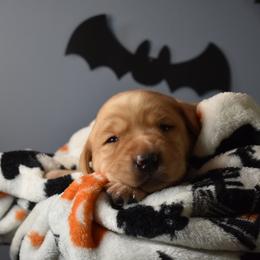 Dilute Retriever Puppies from Wicked Pines Retrievers