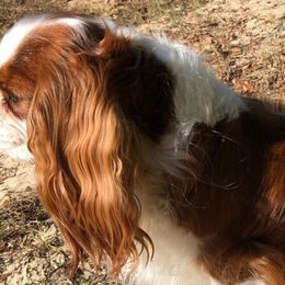 Cavalier King Charles Spaniels from Perdido Beach