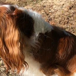 Cavalier King Charles Spaniels from Perdido Beach