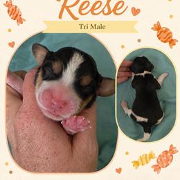 Reese - Blue tan and white male Beagle puppy in Lake City, Florida from Sunkissed Beagles