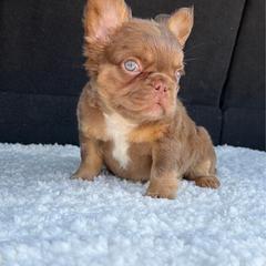 Bullseye - Tricolors male French Bulldog puppy in Sherman, Texas from Horror Line Frenchies