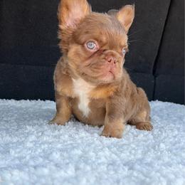 Bullseye - Tricolors male French Bulldog puppy in Sherman, Texas from Horror Line Frenchies
