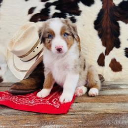 REESE - Red merle male Australian Shepherd puppy in Durand, Wisconsin from Larson’s Legacy Aussome Aussie Kennels