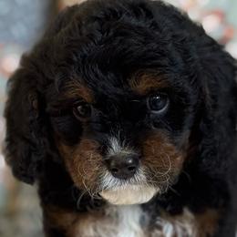 Novarre - Tri-color male Cavapoo puppy in Beckley, West Virginia from By Design Doodles