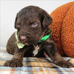 Rory - Brown and white male Bernedoodle puppy in Temecula, California from Oodles O'Doodles
