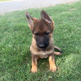 Bella - Grey Collar Female - Sable female German Shepherd puppy in Milan, Illinois from Stonewick German Shepherds