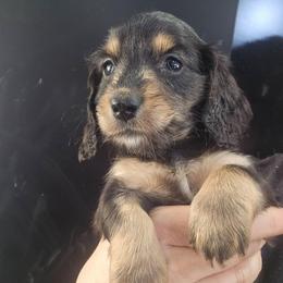Gillian - Black and tan male Dachshund puppy in Bigfork, Minnesota from Long Ears and Long Dogs Ranch