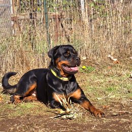 C&C Royal Rottweiler's Mia - Rottweiler puppy from C&C Royal Rottweilers