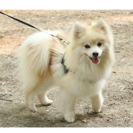 Tazzie - Pomsky