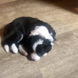 Border Collie Puppies from Cahill’s Canines