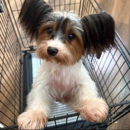 Bella - Brown white and tan female Cockapoo puppy in Marietta, Georgia from Cutecockapoos