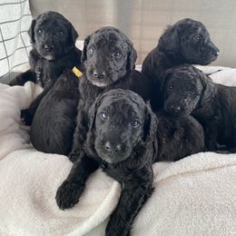 Poodle Puppies from Fluffy Poodles