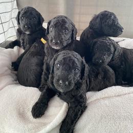 Poodle Puppies from Fluffy Poodles