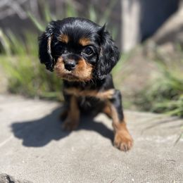 Cavalier King Charles Spaniel Puppies from The Furry Godmother Cavaliers