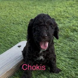 Chokis - Chocolate female Australian Labradoodle puppy in Alamo, Texas from QuiSal Labradoodles