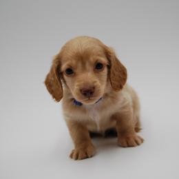 AKC Baron - Red male Dachshund puppy in Billings, Missouri from Bundles of Joy