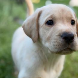 Lark - Yellow female Labrador Retriever puppy in Sweet Home, Oregon from Knotty Creek Labradors