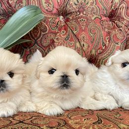 Pekingese Puppies from Andrea Johnson Pekingese