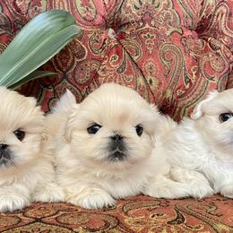 Pekingese Puppies from Andrea Johnson Pekingese