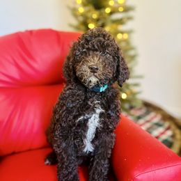 Snubbull - Chocolate female Goldendoodle puppy in Twin Falls, Idaho from Burrow & Bone